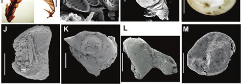 Selected Neogene fossils from Antarctica A. MDF Nothofagus ...