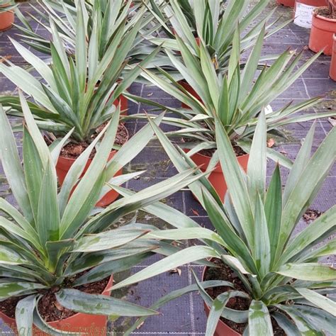 Buy Yucca Gloriosa Plants Online Delivery By Charellagardens