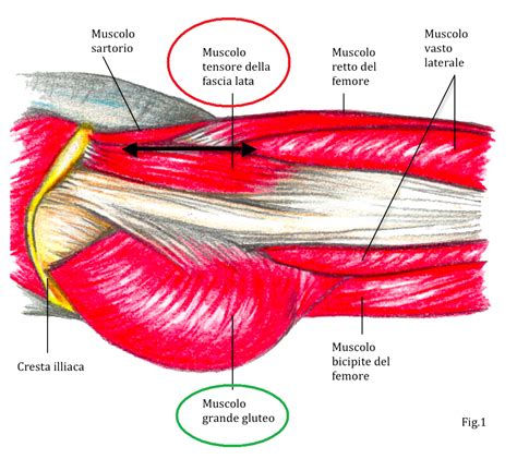 Anatomia Muscoli Dell Anca Seconda Parte Santucci Running