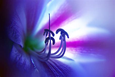 Lily 16 Free Stock Photo - Public Domain Pictures 