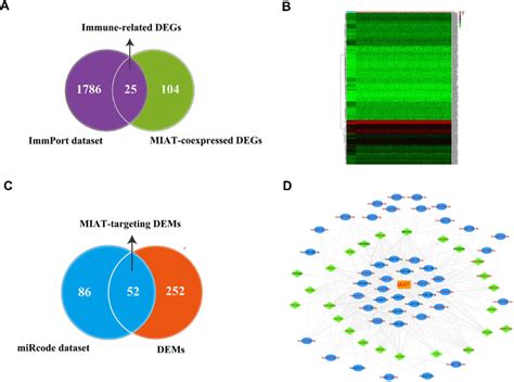 Reconstruction Of Miat Associated Cerna Network A Screening Of