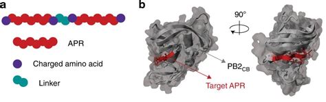 Three Inventive Biomedical Applications for Synthetic Peptides