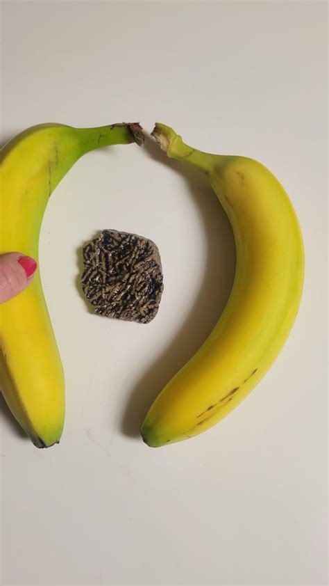 Two bananas with Bryzoan fossil? : r/fossils