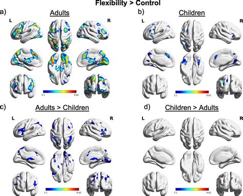 Brain Dynamics Underlying The Development Of Cognitive Flexibility