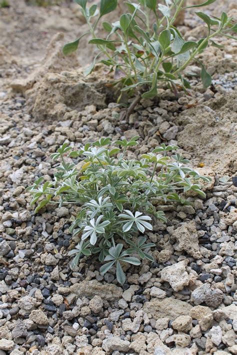 Lupinus Wyethii North American Rock Garden Society