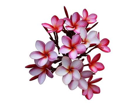 Flor De Plumeria O Frangipani Primer Plano Ex Tico Ramo De Flores De