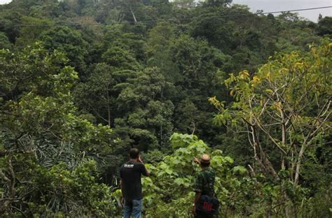 Hutan Adat Di Aceh Jaya Resmi Diakui Negara Aceh Jaya Post