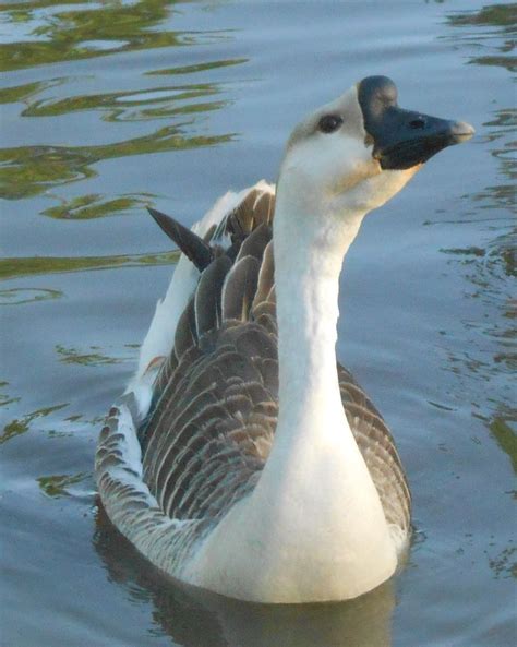 SWAN GOOSE | Smithsonian Photo Contest | Smithsonian Magazine