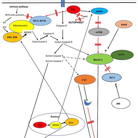 A Simplified Diagram Of The Interplay Of Autophagy And Apoptosis Most