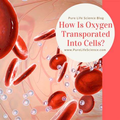 How Is Oxygen Transported Into Cells Blog Pure Life Science