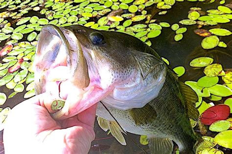 Bass Pond Fishing Catch Lunkers At Small Lakes Near You Bass Pond