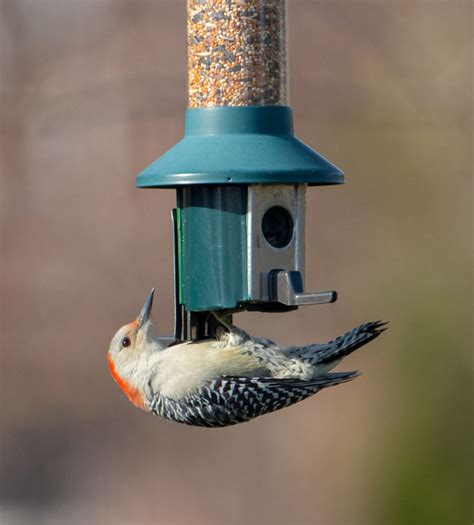 The Squirrel Proof Bird Feeder That Actually Works - Bird Photography Life