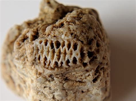 Is this a crinoid stem? - Fossil ID - The Fossil Forum