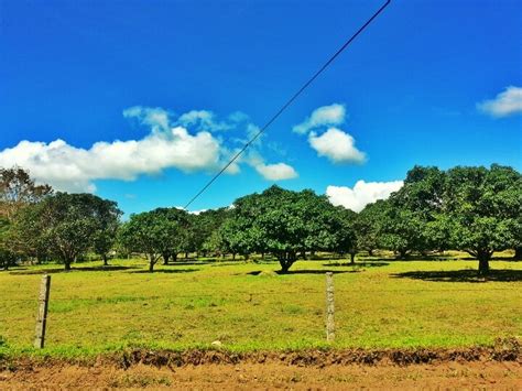 Famous Orchard Growers In The Philippines