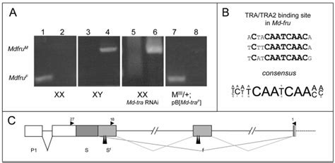 Sex Specific Splicing Of Md Fru Is Mediated By Md Tra A Rt Pcr Download Scientific Diagram