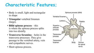 Cervical spine anatomy.pptx