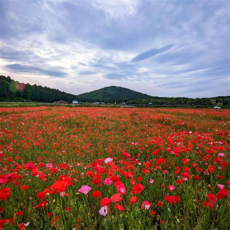 Beautiful early blooming poppy field in Ranzan ⋆ In Saitama Pref