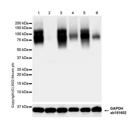 Recombinant Anti CD98 Antibody EPR27110 42 KO Tested Ab307587 Abcam