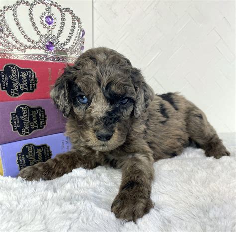 Who's Expecting? Upcoming Litters... - NY Dandy Doodles