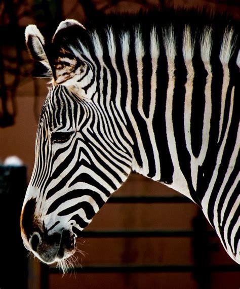 "Zebra Stripes" by EarthHues2 | Zebra, Zebras, Stripes