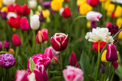 Von oben wachsen leuchtend rote Tulpen mit grünen frischen Blättern im