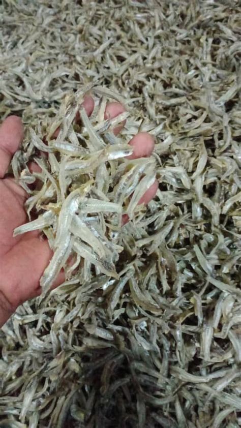 Ikan Bilis Kopek Sabah Gram Harga Borong Lazada