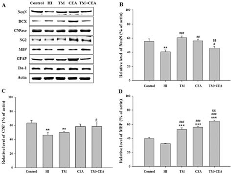 Western Blot Analysis And Densitometric Analysis For Functional