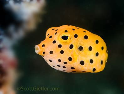 Fish photography|Underwater Photography Guide