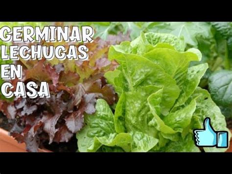 Como germinar lechugas en casa consume tus propias lechugas en 35 días