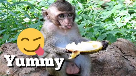 Omg Unbelievable Baby Monkey Hide Banana In His Mouth Lovely Baby