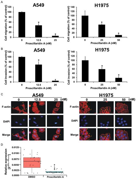 Inhibition Of Nsclc Cell Migration Invasion And Micrometastasis By