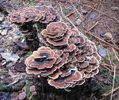 Trametes Versicolor Turkey Tail Medicinal Mushroom Mykosan Myko San