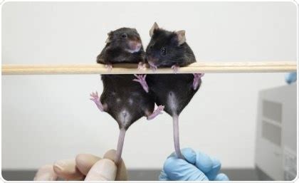 Identifying DNA Fragment That Forms Male Sex Organs In Mice