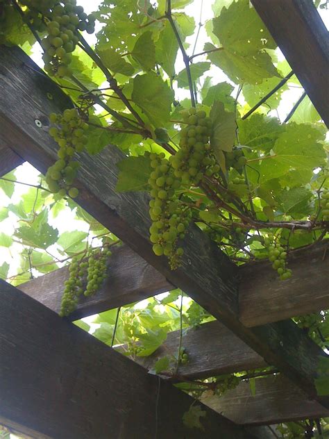 Gael Glen Farm & Apiary: A Grape-y Canopy