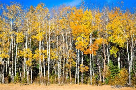 Fall Quaking Aspen - Jeffrey Favero Fine Art Photography