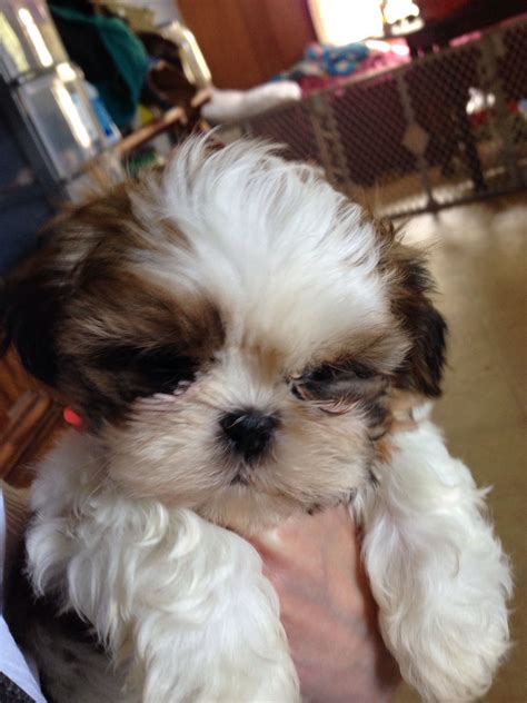 Pin On Shih Tzu Puppies