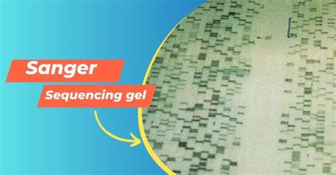 A Step By Step Process On How To Read Sanger Sequencing Gel Genetic