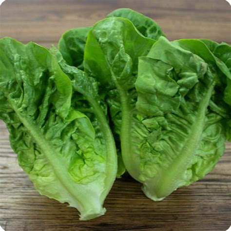 Lettuce Seeds - Little Gem - Heirloom Untreated NON-GMO From Canada