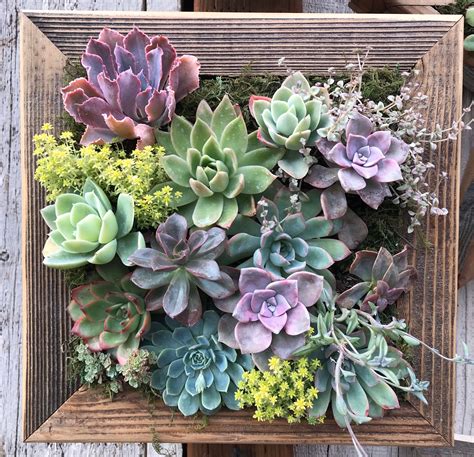 Square Vertical Succulent Garden Arrangement Living Wall Etsy