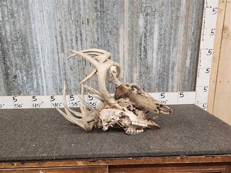 2 Sets Of Locked Whitetail Antlers On Skull 0117 On Mar 17 2023