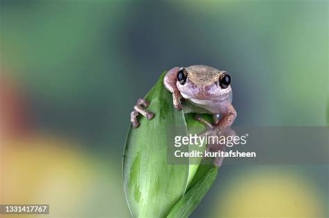 Closeup Of An Australian Green Tree Frog On A Plant Indonesia Stock