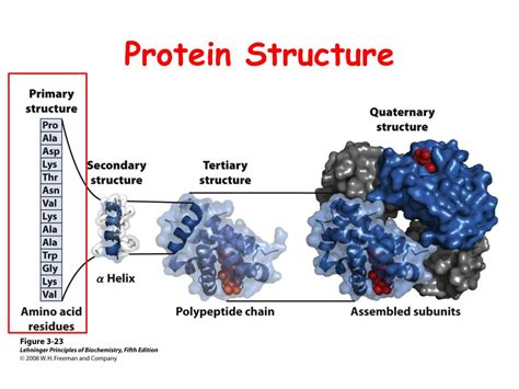 Ppt Protein Structure Powerpoint Presentation Free Download Id3992495