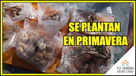 Los 10 mejores bulbos para plantar en primavera Guía completa Herbie