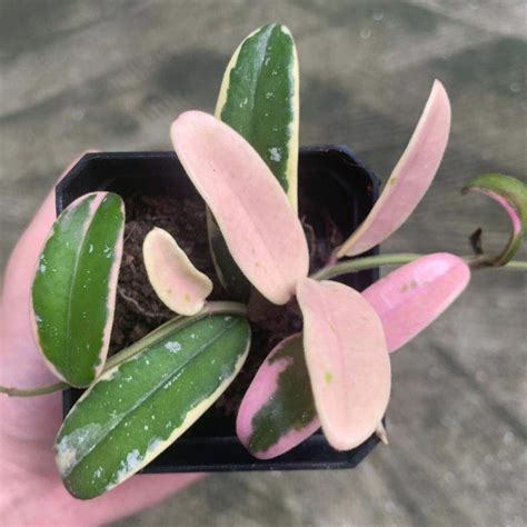 Rare Hoya Lyi Prism For Sale HappyForestStore