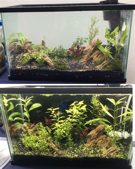 119 Best Diy Co2 Images On Pholder Planted Tank Aquariums And Aquascape