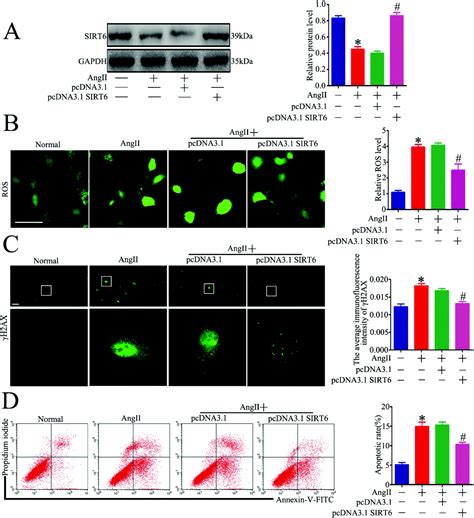 Sirt Mediated Nrf Ho Activation Alleviates Angiotensin Ii Induced