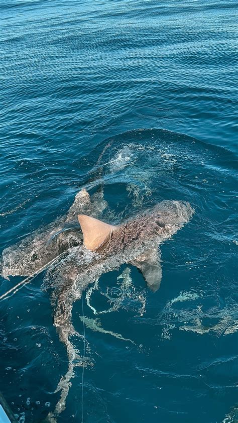 Bull Sharks In South Florida 🫣 R Sharks