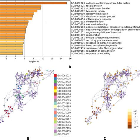 Go And Kegg Enrichment Analyses A Bar Graph Of Enriched Terms