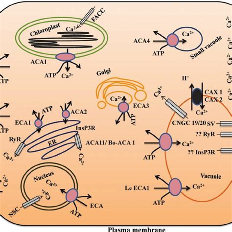 Schematic diagram of Ca 2+ transporters involved in calcium ...