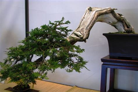 Eastern White Cedar Bonsai: A Natural Masterpiece for Your Home